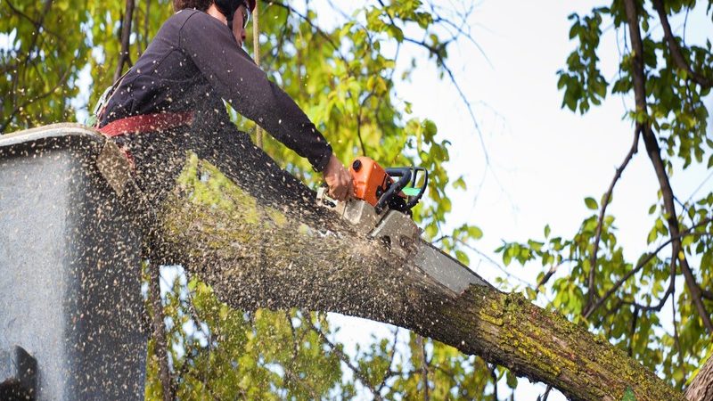 Reliable Tree Removal for Storm-Damaged or Dead Trees