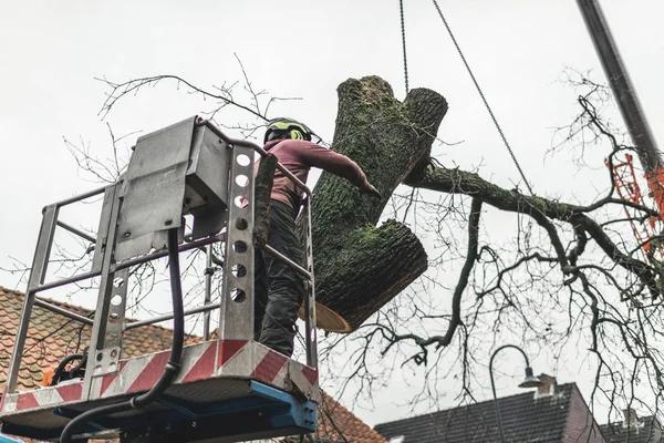 Expert Tree Service Auburn for Residential & Commercial Properties