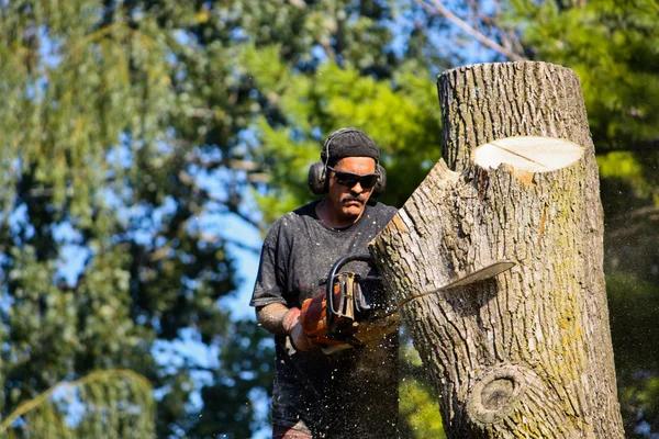 Professional Cutting Tree Service for Safe and Fast Tree Removal