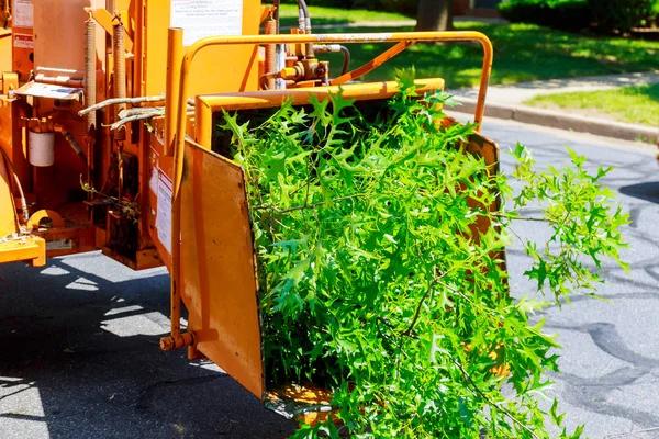 Miller’s Tree Service Trusted Local Tree Removal Specialists
