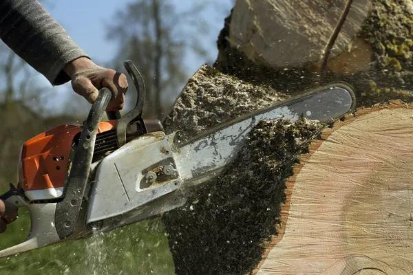 Why Customers Recommend Sindt Tree Service of Auburn for Tree Care