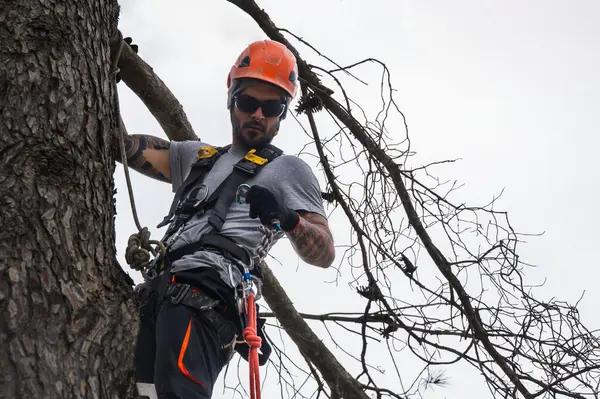Quality Tree Service Auburn for Residential and Commercial Needs
